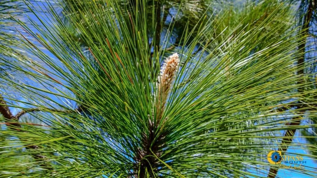 CSLS Blog Investing in Timber
