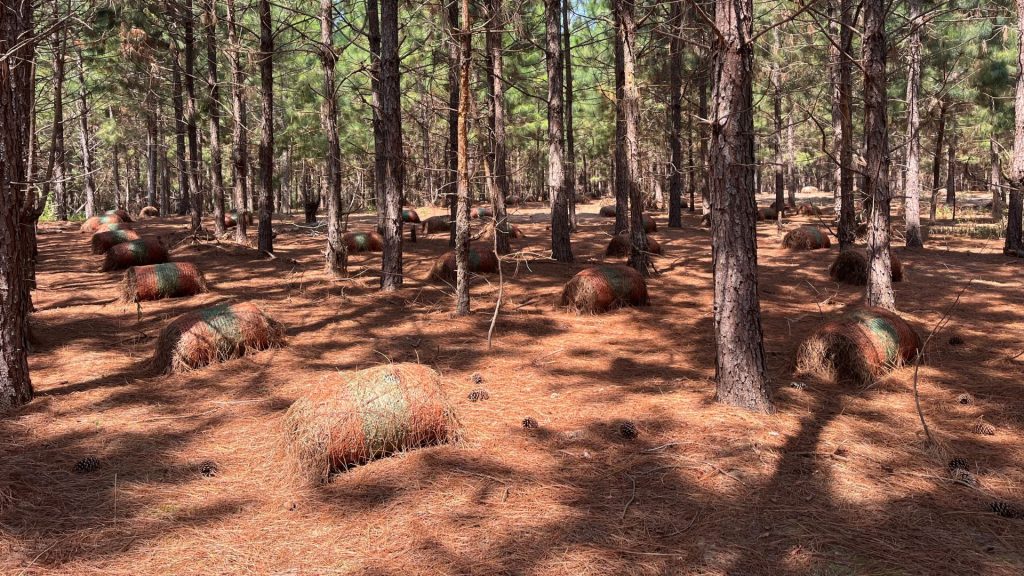 Compass South Land Sales Longleaf