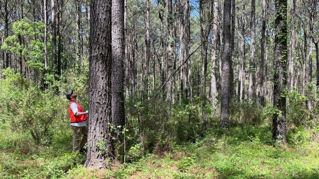 Compass South Forestry CSLS Blog