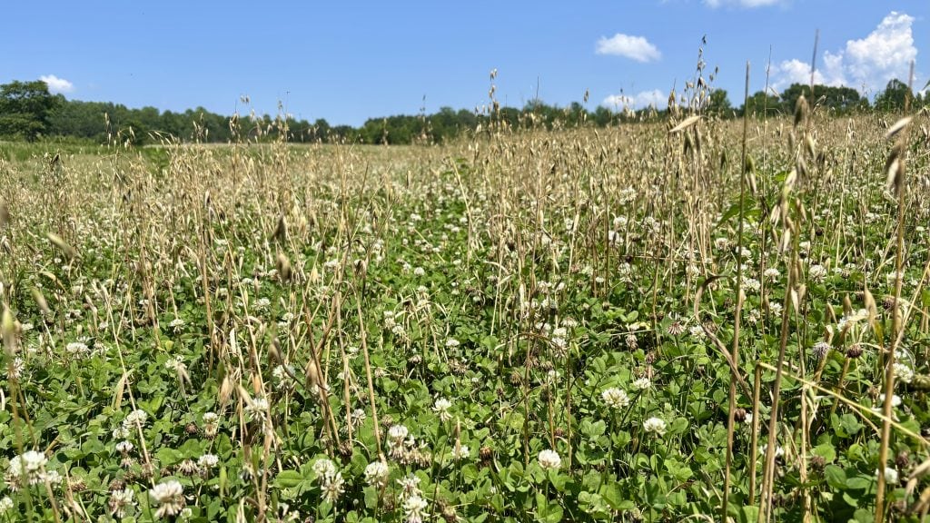 White Clover and Oats