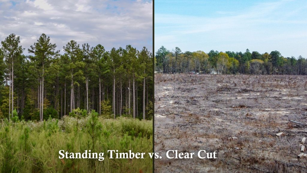 standing timber vs. clear cut